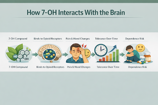 Horizontal infographic titled “How 7-OH Interacts With the Brain” showing five icon-style steps: 7-OH compound, binding to opioid receptors, pain and mood changes, increasing tolerance over time, and risk of dependence.